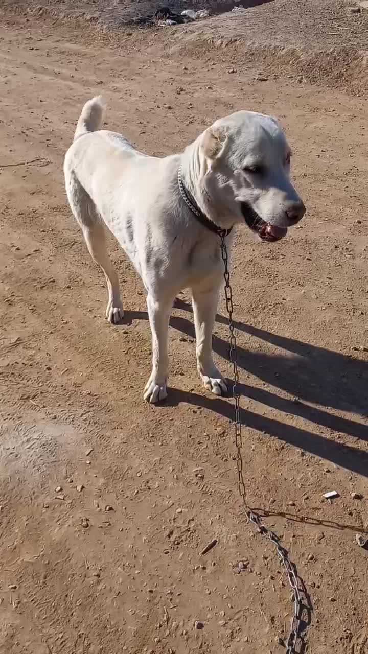 کوچ ۹ ماهه نسل دار|سگ|قائن, |دیوار