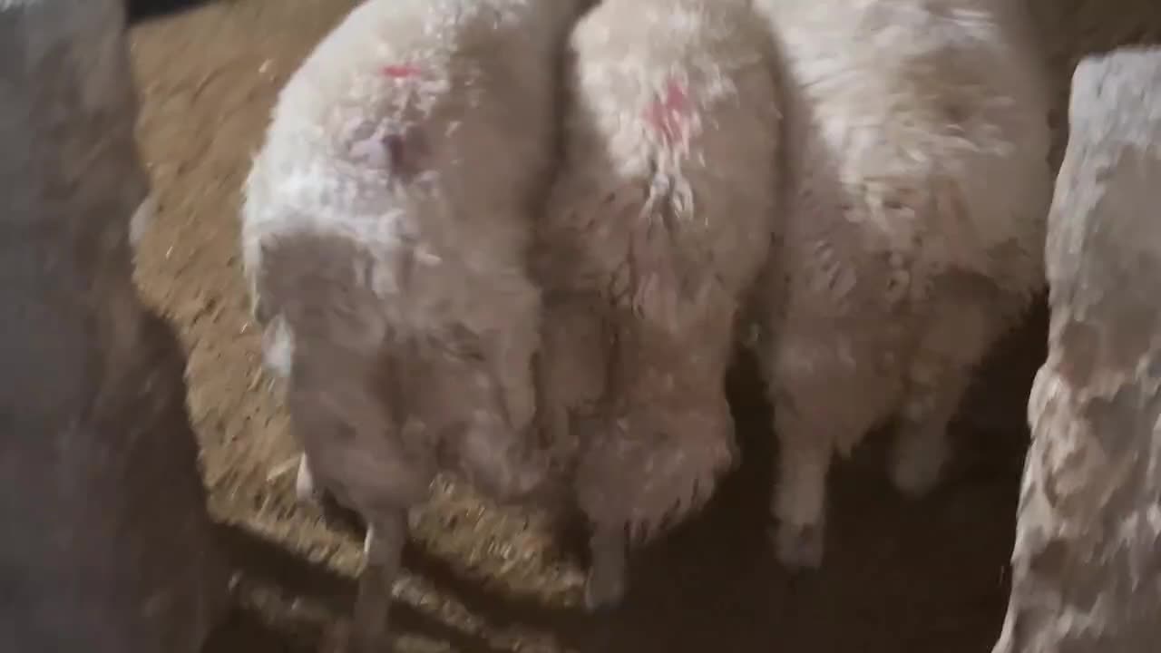 3 راس قوچ و شک ورن|حیوانات مزرعه|دره شهر, |دیوار