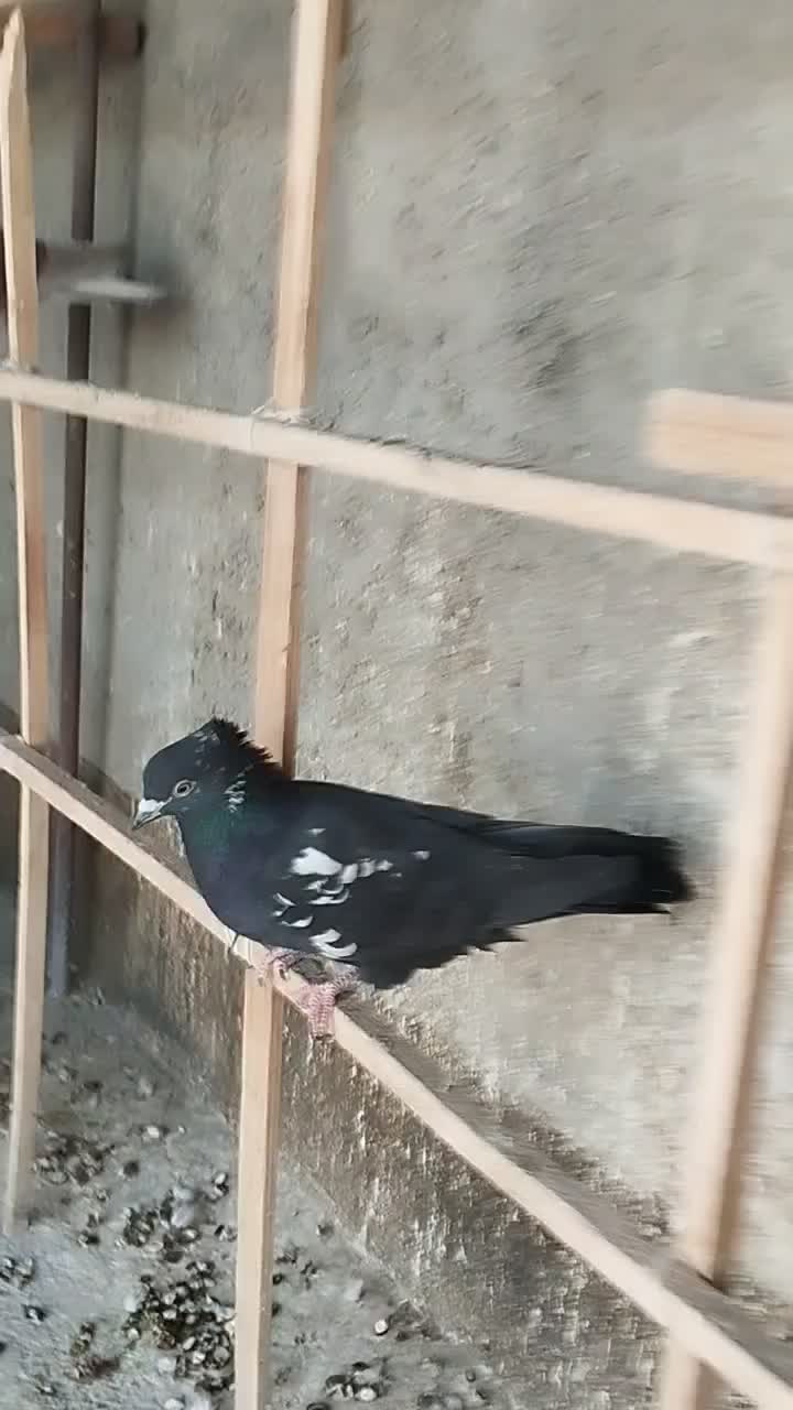 کفتر فروشی|پرنده|قوچان, |دیوار