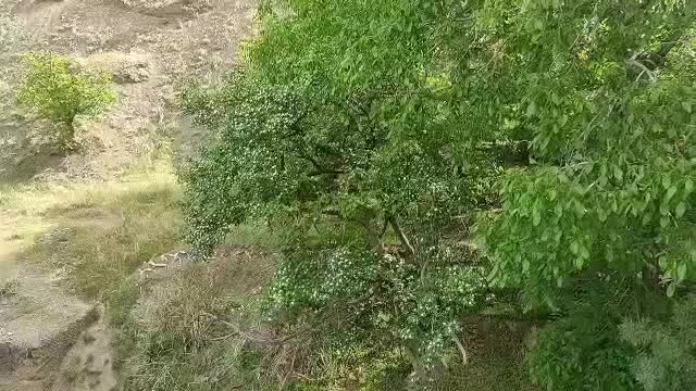 باغ و باغچه|فروش زمین و ملک کلنگی|آسارا, |دیوار