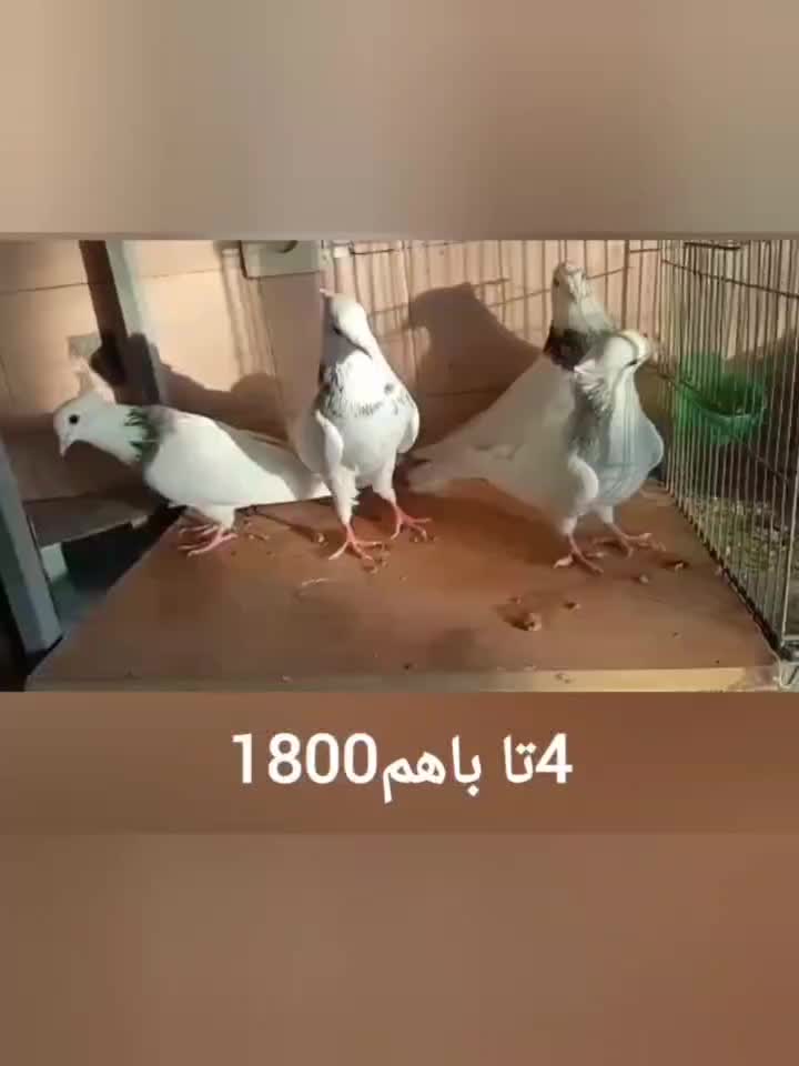 طوقی دمبی زردکرکی هندی سینه ای بوم دورگ غریب|پرنده|نجفآباد, یزدانشهر|دیوار