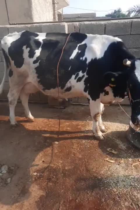 فروش گاو شیری|حیوانات مزرعه|شادگان, |دیوار