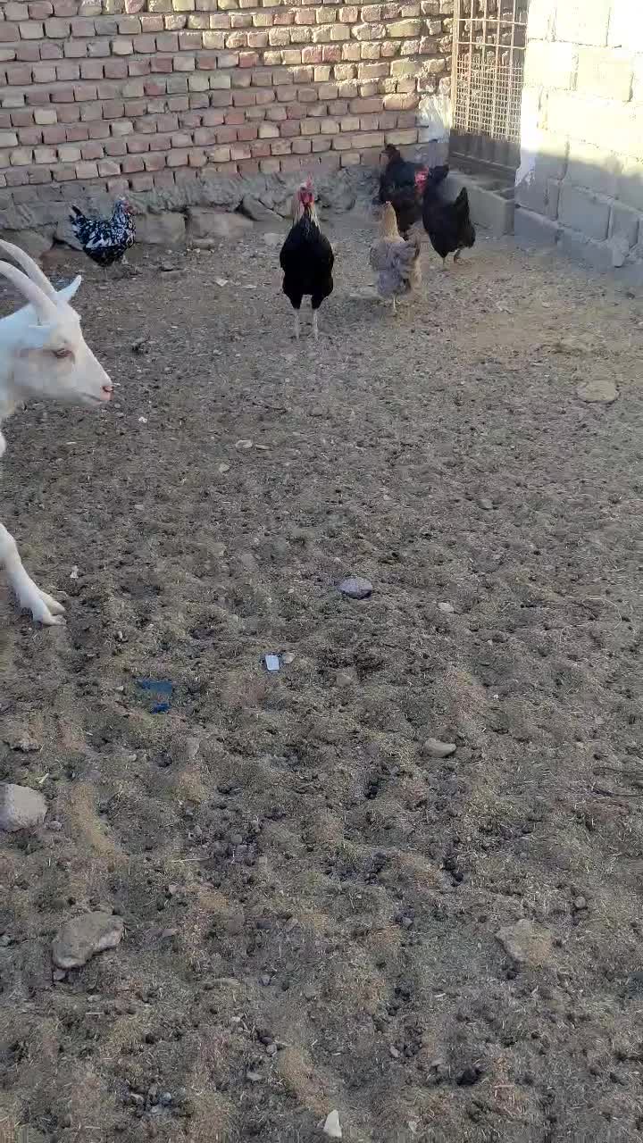 بزسانن|حیوانات مزرعه|درمیان, |دیوار