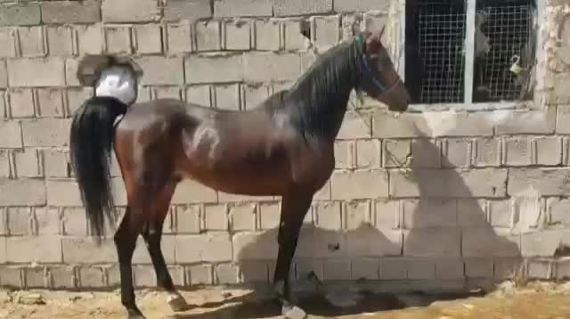 فروش اسب نریان|اسب و تجهیزات اسب‌سواری|ایلام, |دیوار