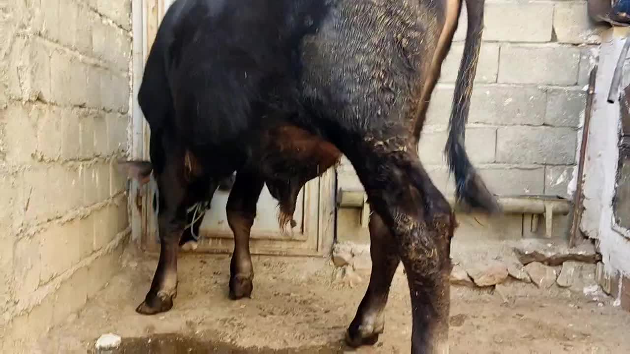 گوساله نر 11ماهە بور|حیوانات مزرعه|ننور, |دیوار