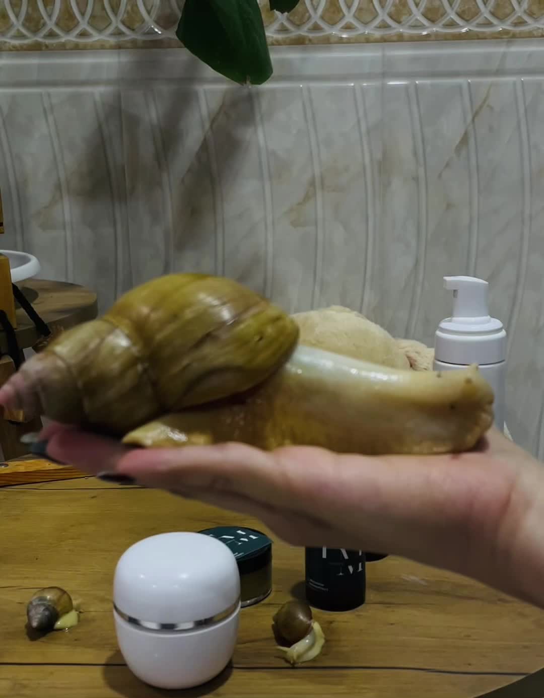 خزنده حلزونهای آچاتینا در انواع سایزها|خزنده|کرمان, |دیوار