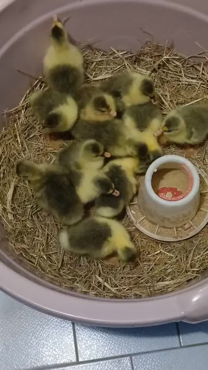 جوجه غاز واردک اسراییلی|حیوانات مزرعه|ساری, |دیوار