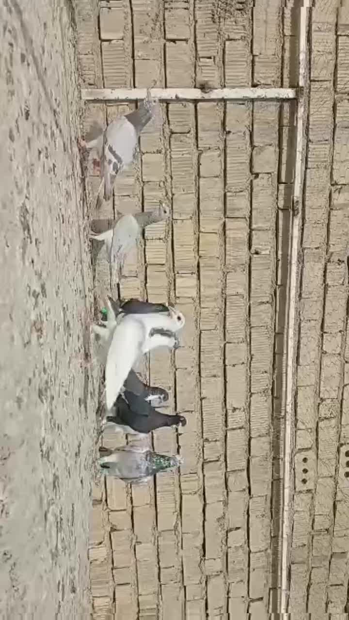 کبوتر|پرنده|شیراز, کرونی(خاتونک)|دیوار