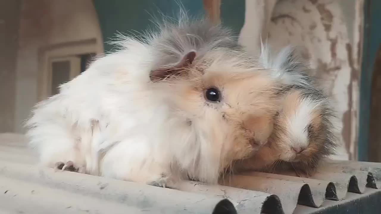 خوکچه هندی و همستر|موش و خرگوش|یزد, |دیوار