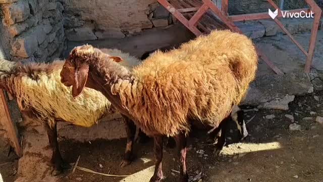 گوسفند و بره (مروبرخ) جوان داشت|حیوانات مزرعه|مریوان, |دیوار