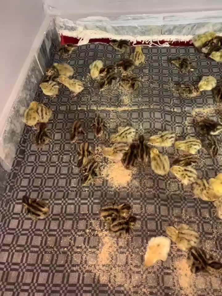 فروش جوجه بلدرچین|حیوانات مزرعه|گرگان, |دیوار