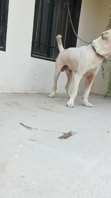 سگ الابای روسی نر 2 ساله ژرمن سراب قدرجونی|سگ|تهران, تهرانپارس شرقی|دیوار