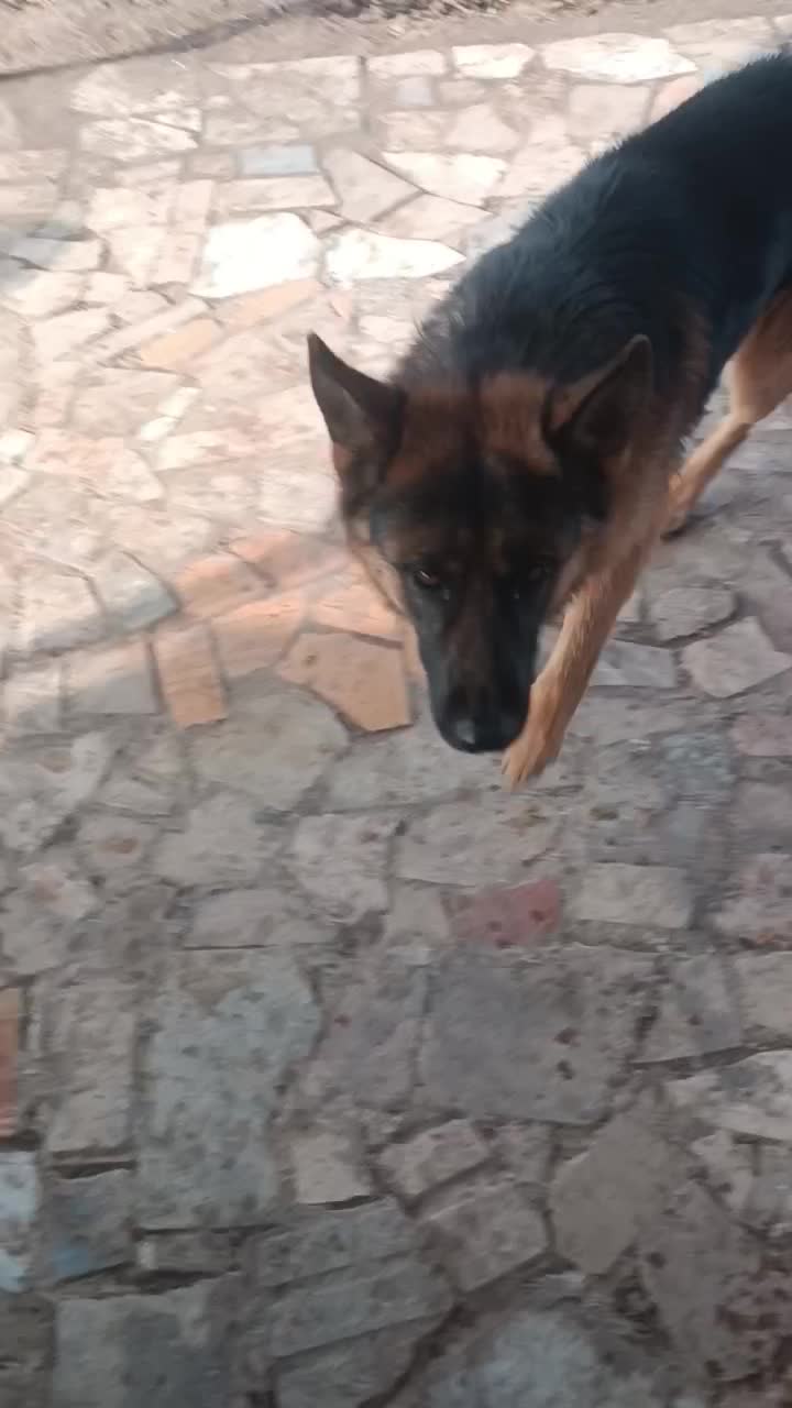 سگ ژرمن گمشده|حیوانات|خرمدره, |دیوار