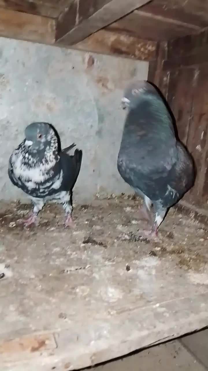 کبوتر|پرنده|گرگان, |دیوار