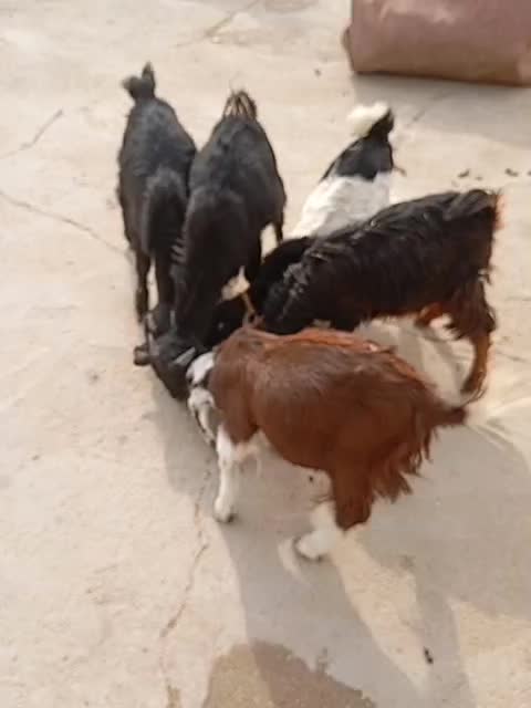 فروش4کهره نر ویک کهره ماده گله ای داشتی خوش خوراک|حیوانات مزرعه|بهبهان, |دیوار