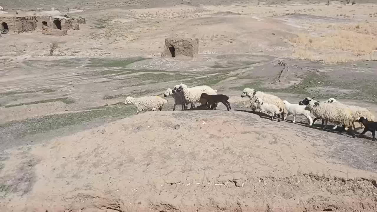 ۱۰راس میش|حیوانات مزرعه|خوسف, |دیوار