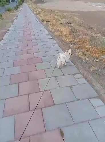 فروش سگ پامر روباهی  به دلیل مهاجرت|سگ|پردیس, فاز ۸|دیوار