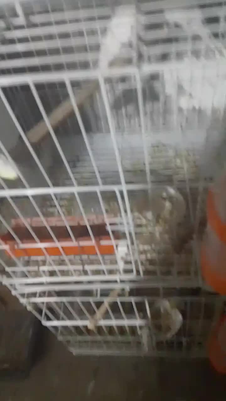 جوجه عروس هلندی و مولد|پرنده|خاش, |دیوار