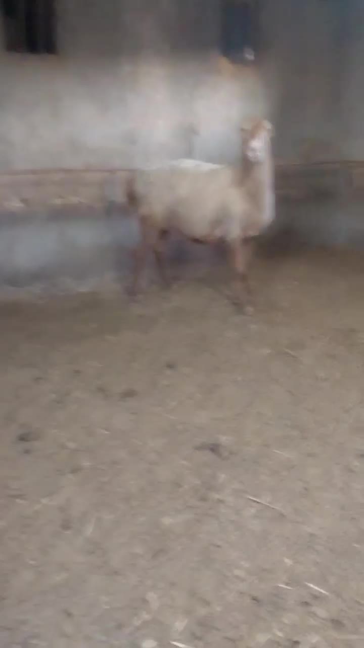 میش چینی|حیوانات مزرعه|تربت جام, جامرود|دیوار