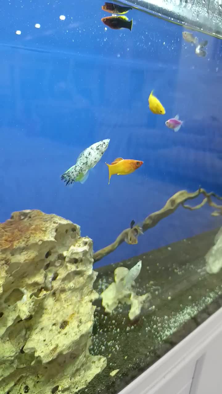 آکواریوم|ماهی|بهبهان, |دیوار