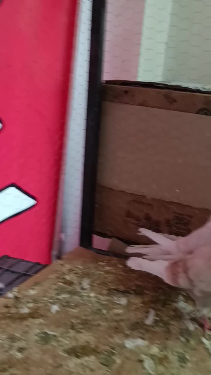 کفتر پرشی ساعت سنگین|پرنده|قم, خداکرم|دیوار