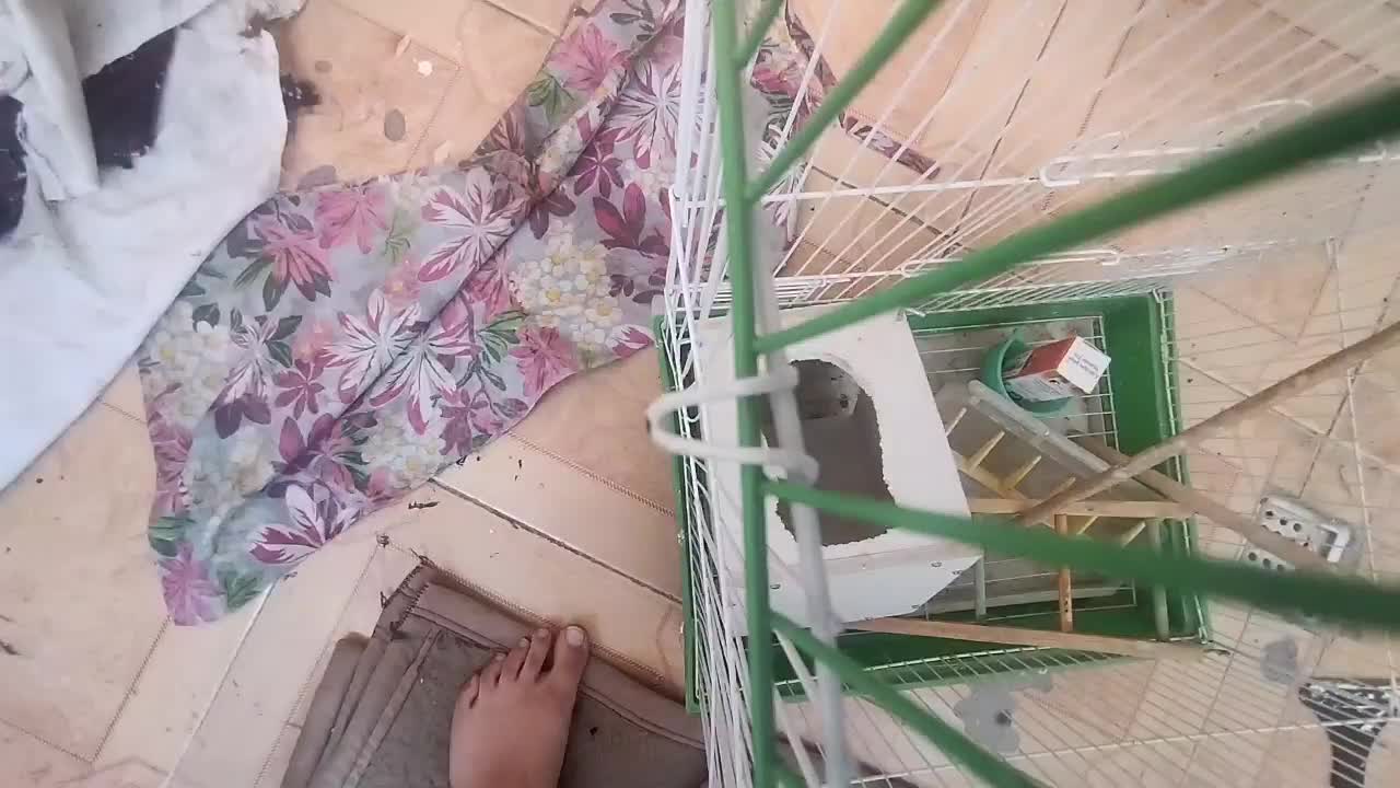 قفس با لوازم|لوازم جانبی حیوانات|مشهد, بهارستان|دیوار