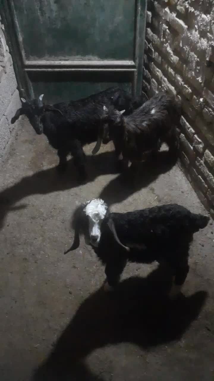 بیگ بز|حیوانات مزرعه|دزفول, |دیوار