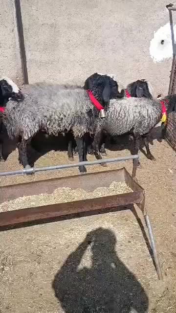 ۵راس شیشک میش شال اصل|حیوانات مزرعه|مرودشت, تخت جمشید|دیوار