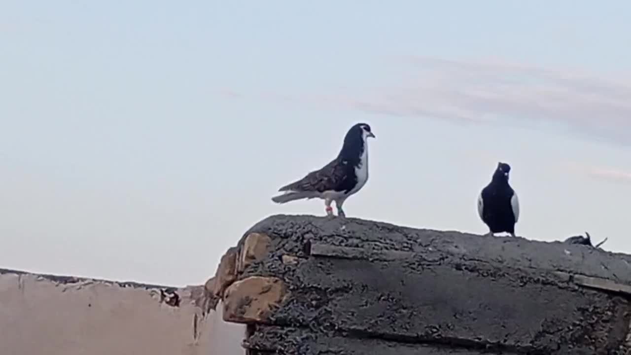 کبوتر|پرنده|قوچان, |دیوار