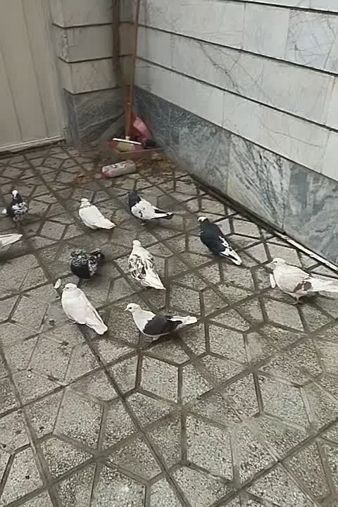 کفتر سالم و سرحال|پرنده|بروجرد, |دیوار