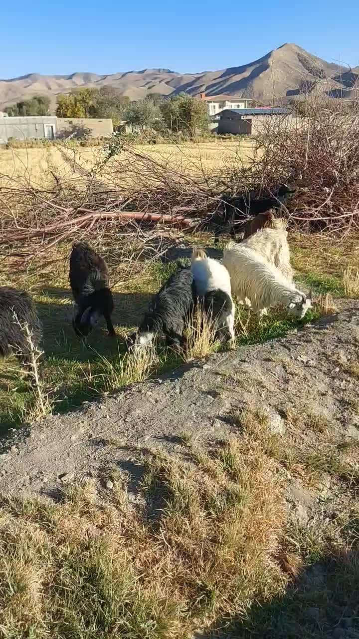 ۳۰راس بزغاله|حیوانات مزرعه|خمین, |دیوار