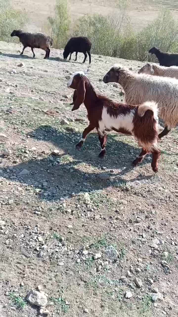 بزغاله عراقی اصل|حیوانات مزرعه|خواجه, |دیوار