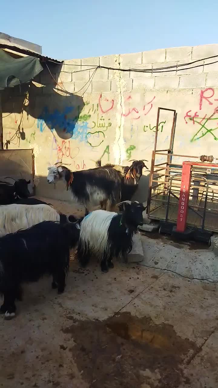 فروش بز|حیوانات مزرعه|ایذه, |دیوار