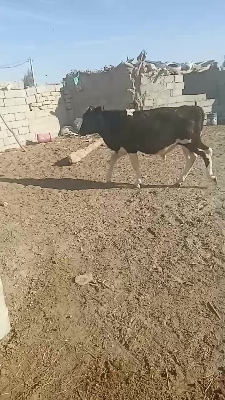 گوساله دونرخارجی|حیوانات مزرعه|زابل, |دیوار