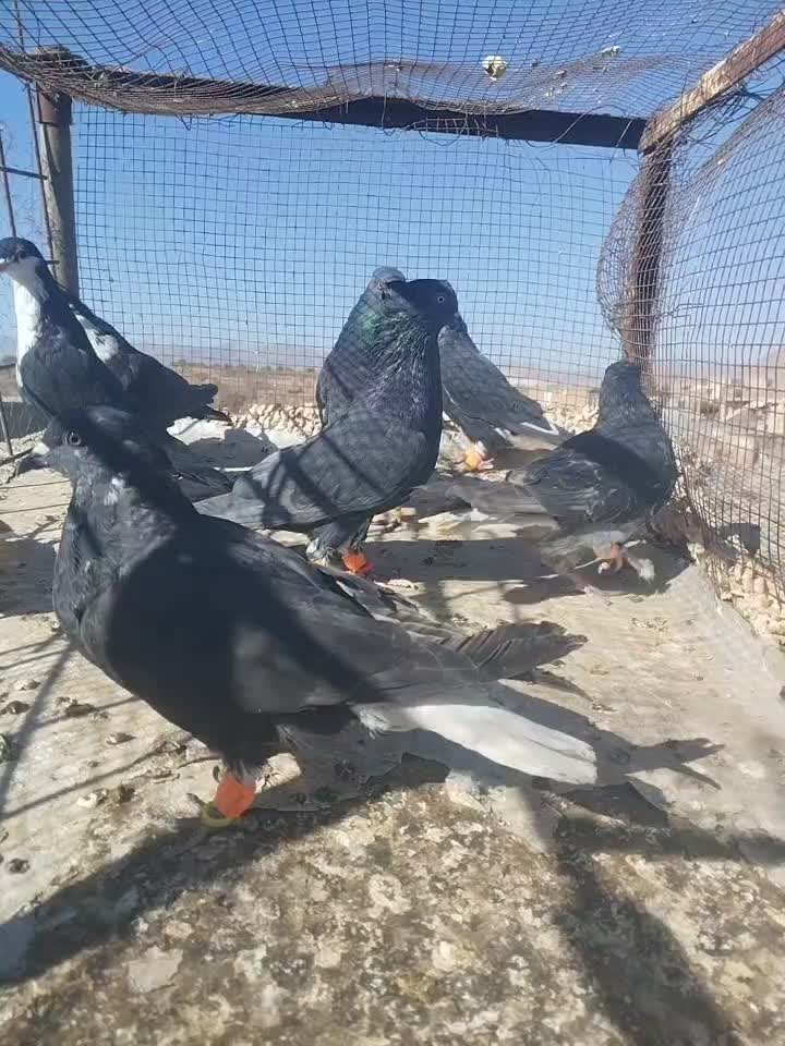 کفتر یا کبوتر دم سفید کرباتی ساده|پرنده|تربتحیدریه, بالا ولایت|دیوار