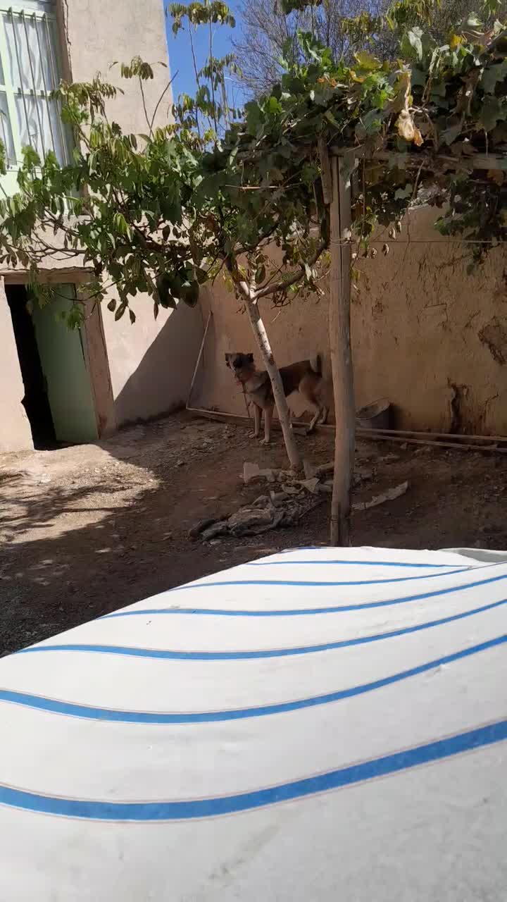 حیوانات|سگ|نهاوند, |دیوار