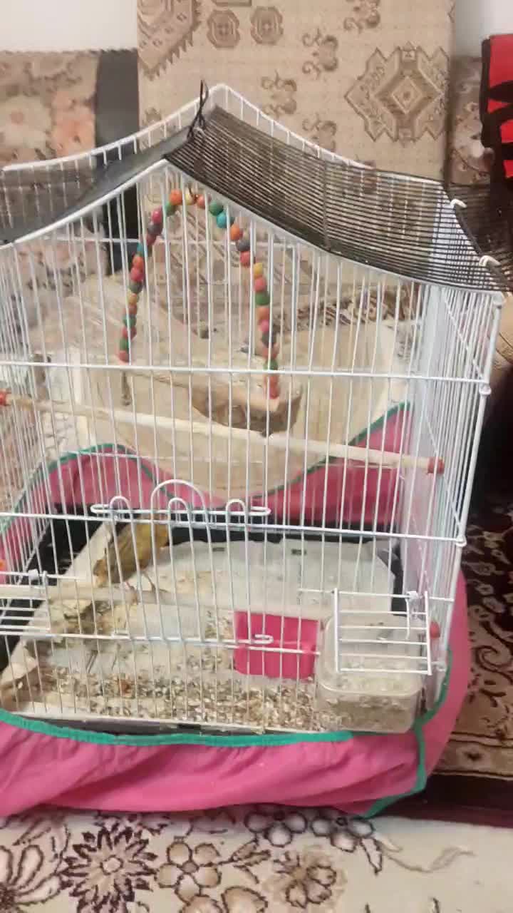 قناری|پرنده|شهرضا, |دیوار