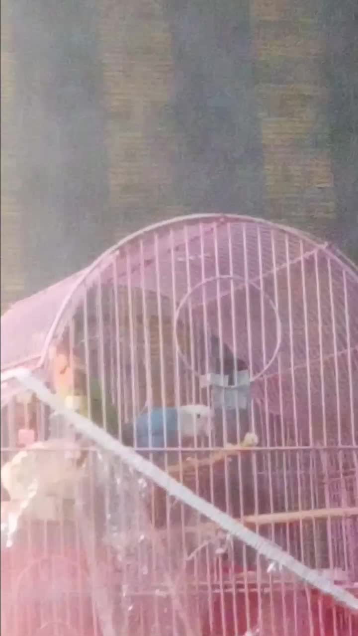 طوطی برزیلی      نر مست|پرنده|شیراز, وزیرآباد|دیوار