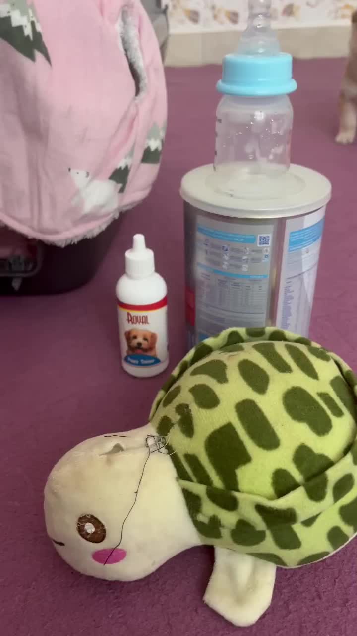 حیوان خانگی|سگ|زنجان, |دیوار