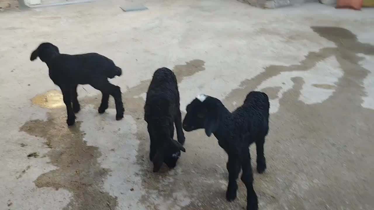 بره شیری.|حیوانات مزرعه|قزوین, |دیوار