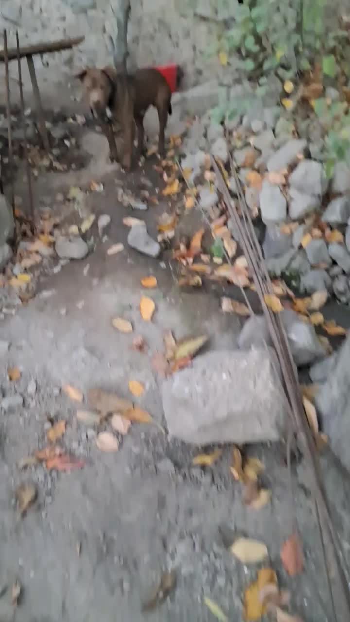 واگذاری|سگ|مشگین شهر, |دیوار