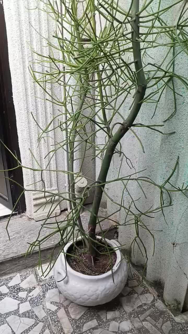 گل شاخ گوزنی تزیینی|گل و گیاه طبیعی|قائم‌شهر, |دیوار