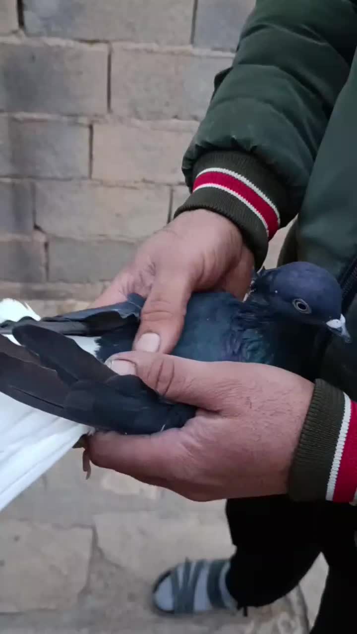 کبوتر|پرنده|اسفرورین, |دیوار