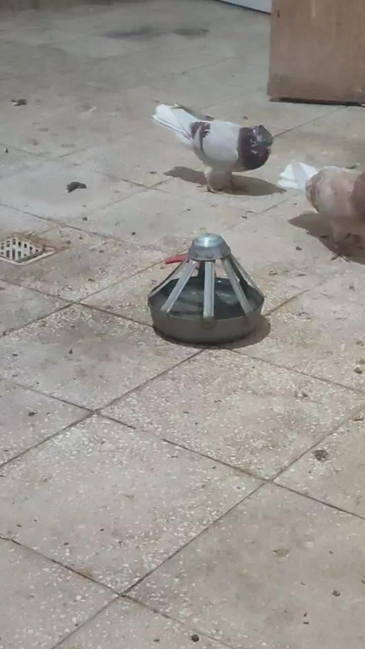 یه ابگل دم سفید|پرنده|سبزوار, باهنر|دیوار