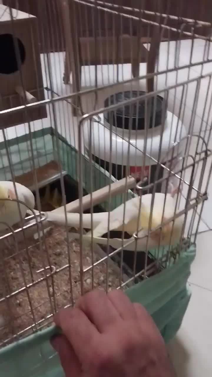 جفت عروس هلندی لوتینو مولد|پرنده|تهران, نازی‌آباد|دیوار