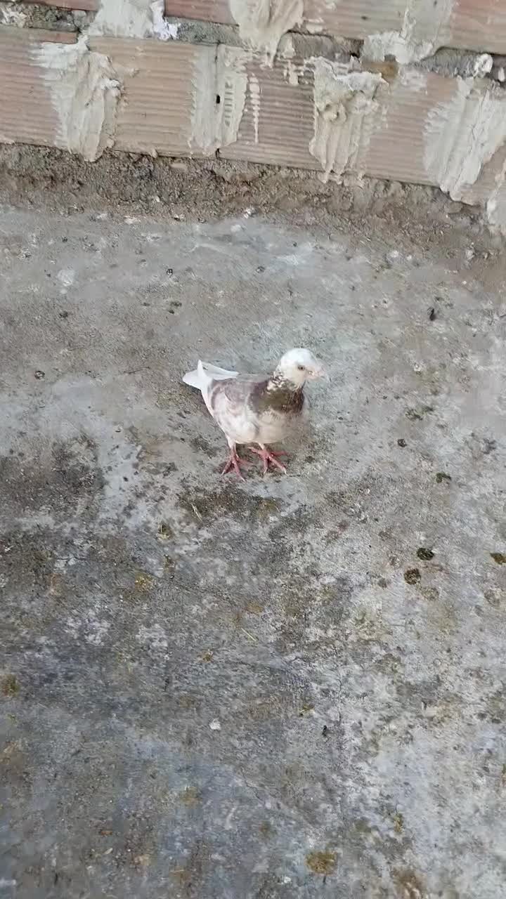 کبوتر غریب|پرنده|گرگان, |دیوار