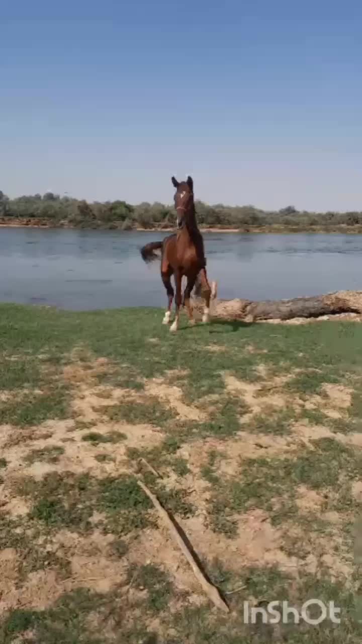 اسب|اسب و تجهیزات اسبسواری|شوشتر, |دیوار