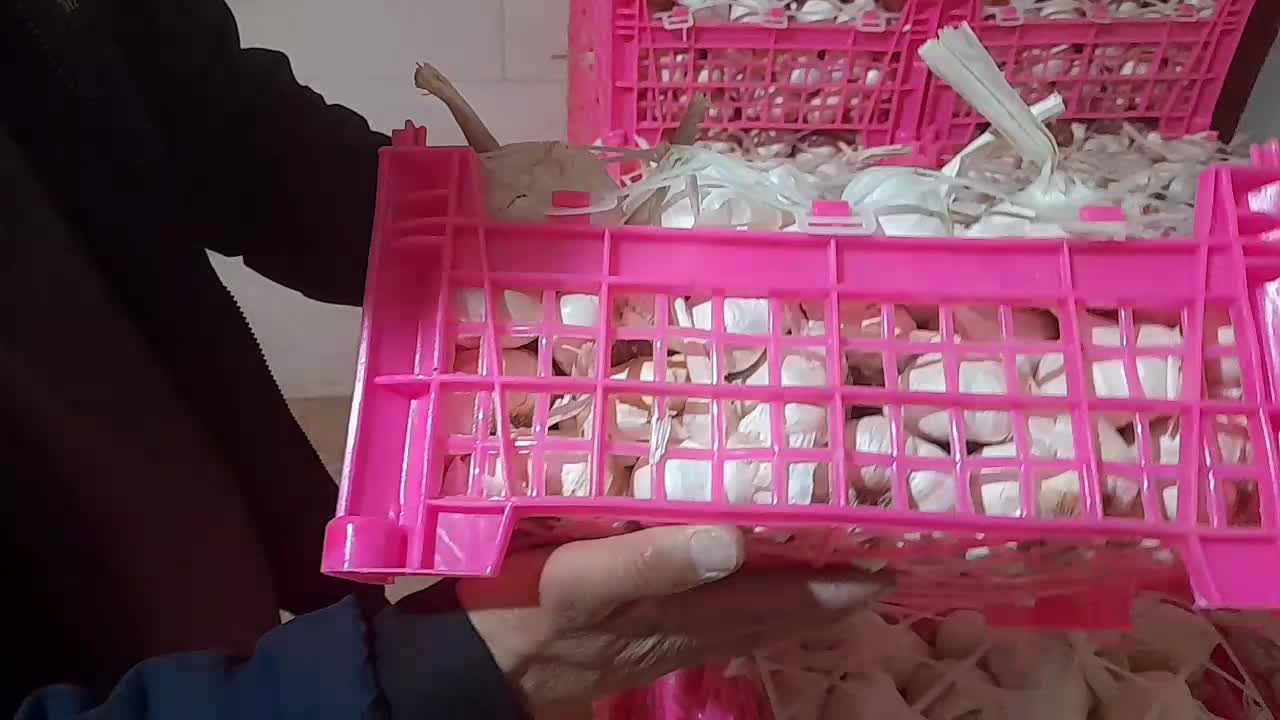 سیر تند همدان|خوردنی و آشامیدنی|شیراز, تحویلی|دیوار