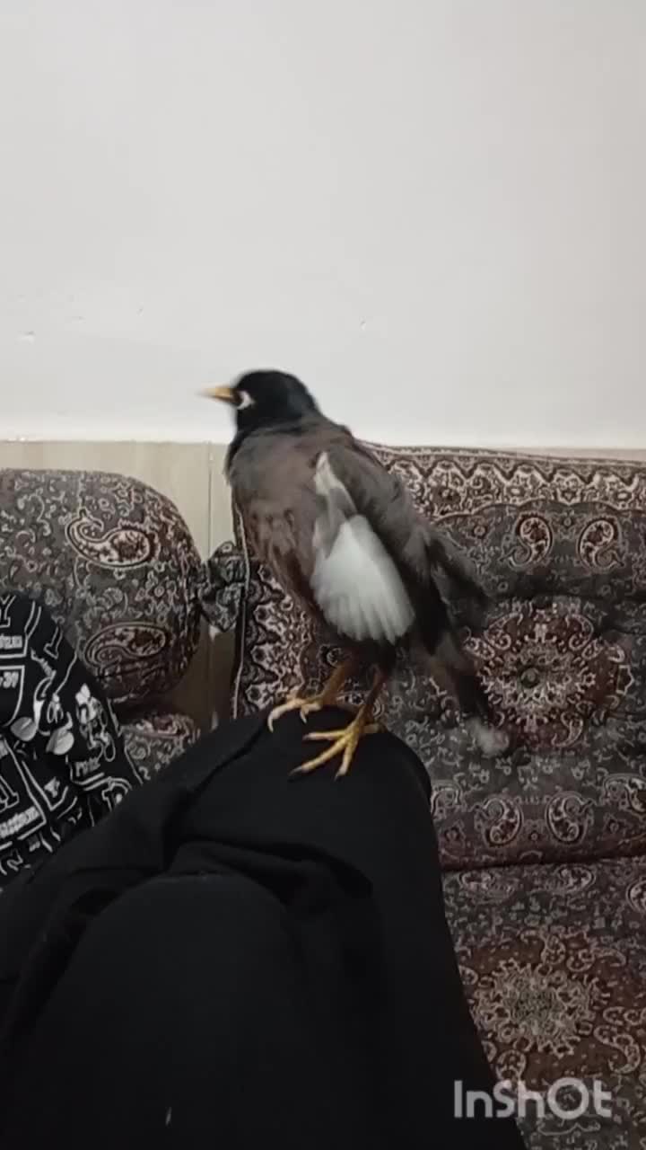 مرغ مینا سخنگو|پرنده|شیراز, شهرک سعدی|دیوار