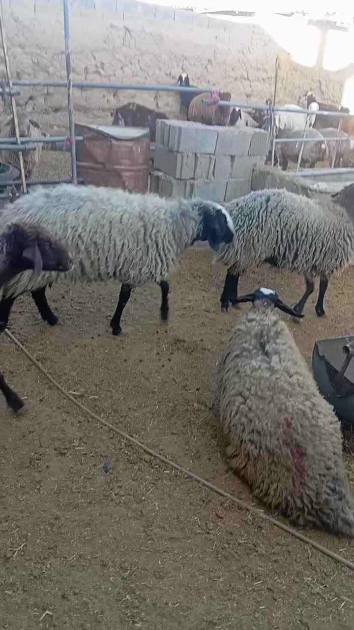 میش شال|حیوانات مزرعه|تربت جام, میان جام|دیوار